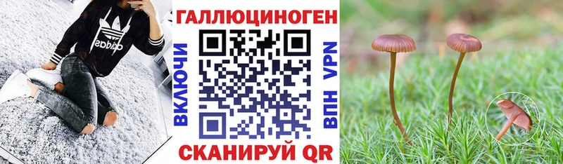 кракен зеркало Бирюч Галлюциногенные грибы мицелий